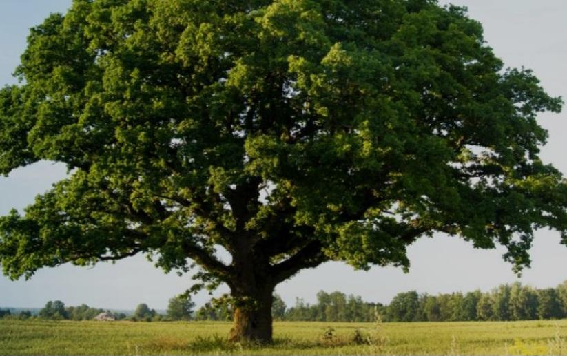 Chene arbre